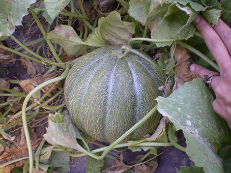 Melon Cavaillon Tranche à chair verte